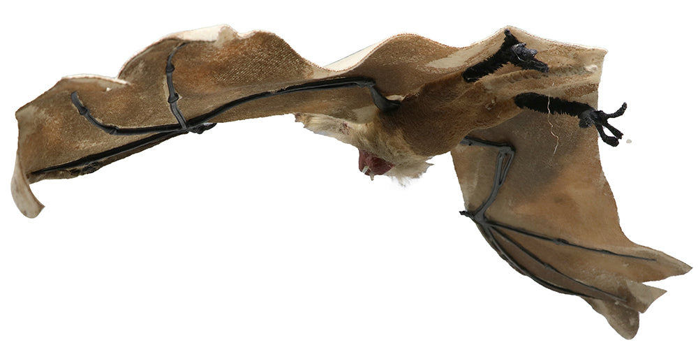 60 CM BAT