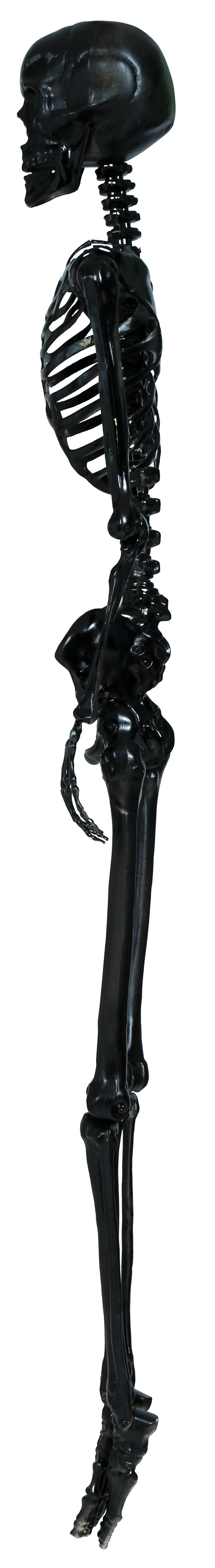 SKELETON 160 CM
