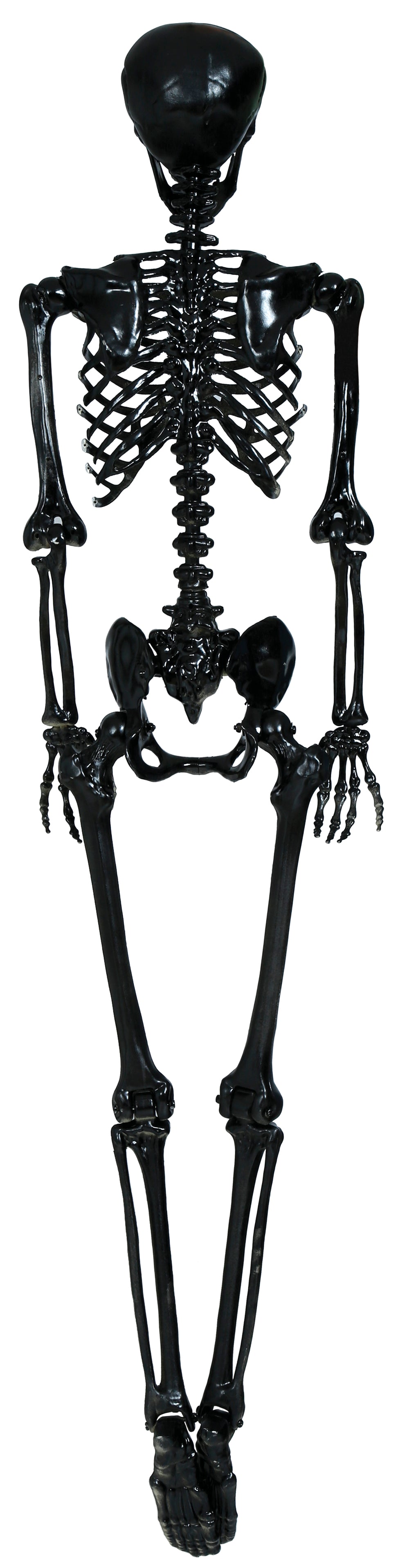 SKELETON 160 CM