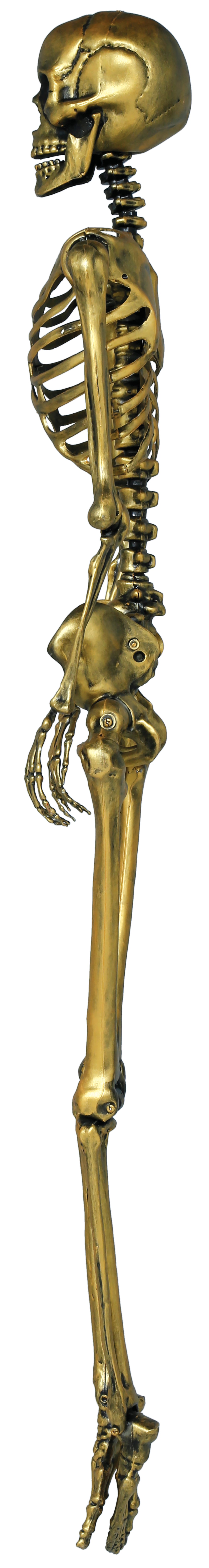 SKELETON 160 CM
