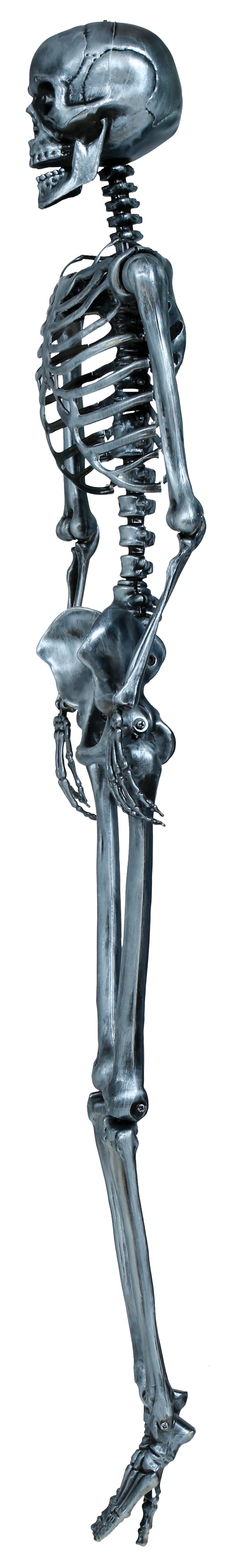 SKELETON 160 CM