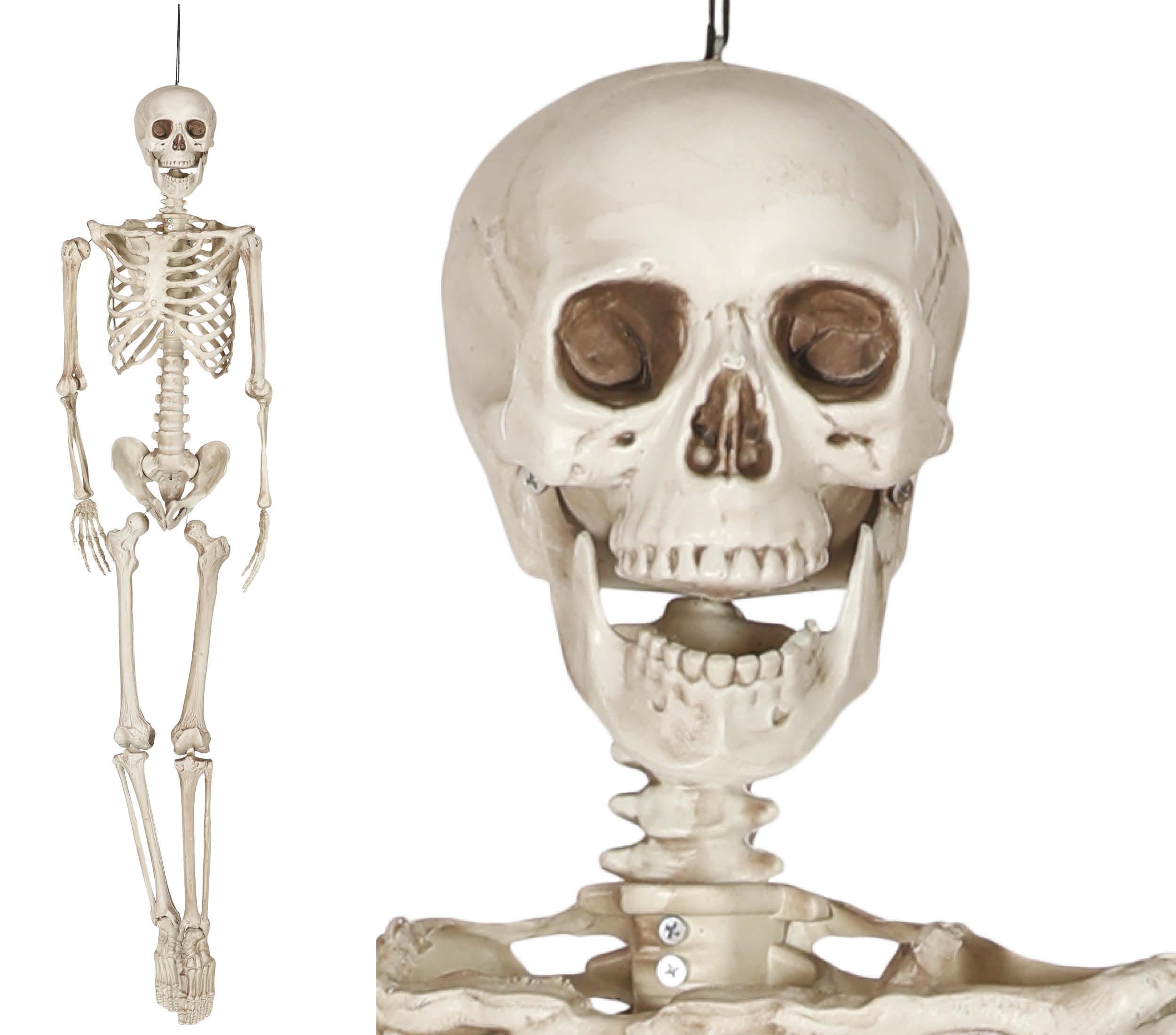 SKELETON 160 CM