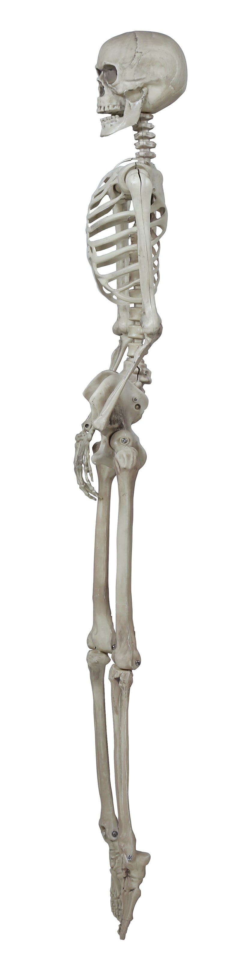 SKELETON 160 CM
