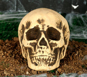 FOAM SKULL 22 CMS