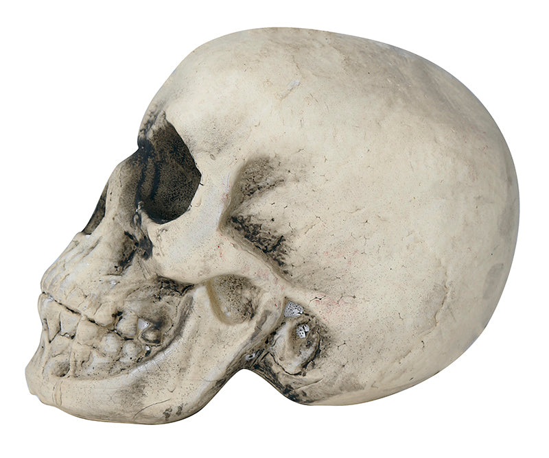 FOAM SKULL 22 CMS