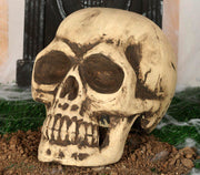 FOAM SKULL 32 CMS