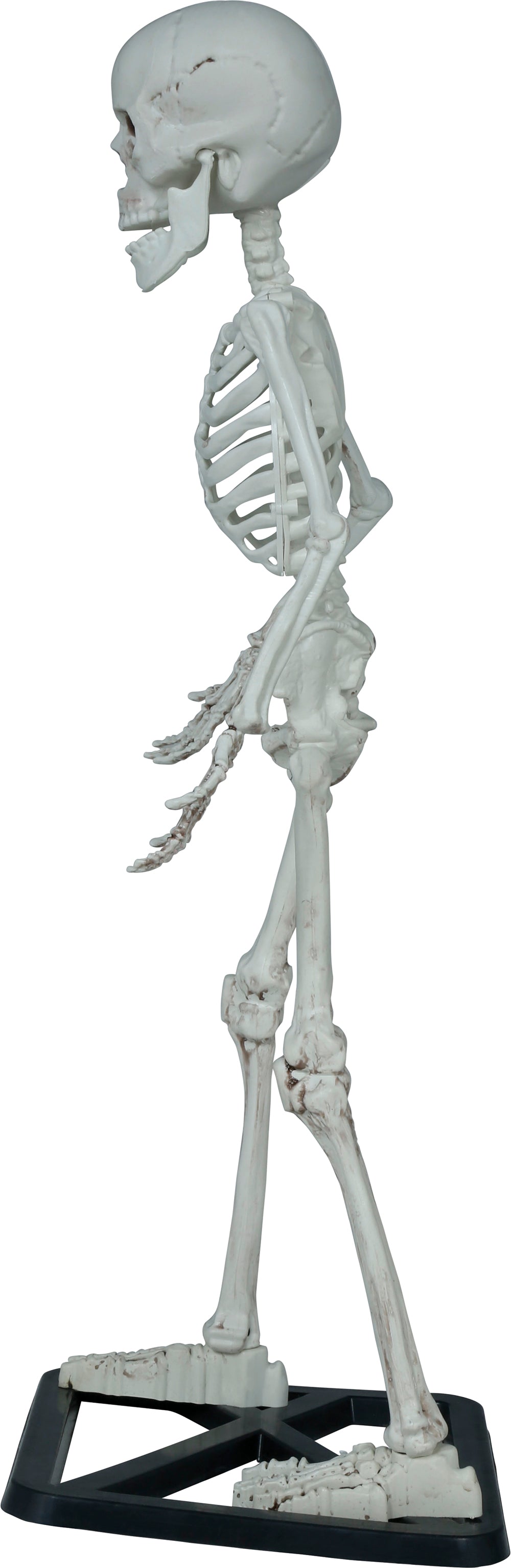 STANDING SKELETON 55 CM