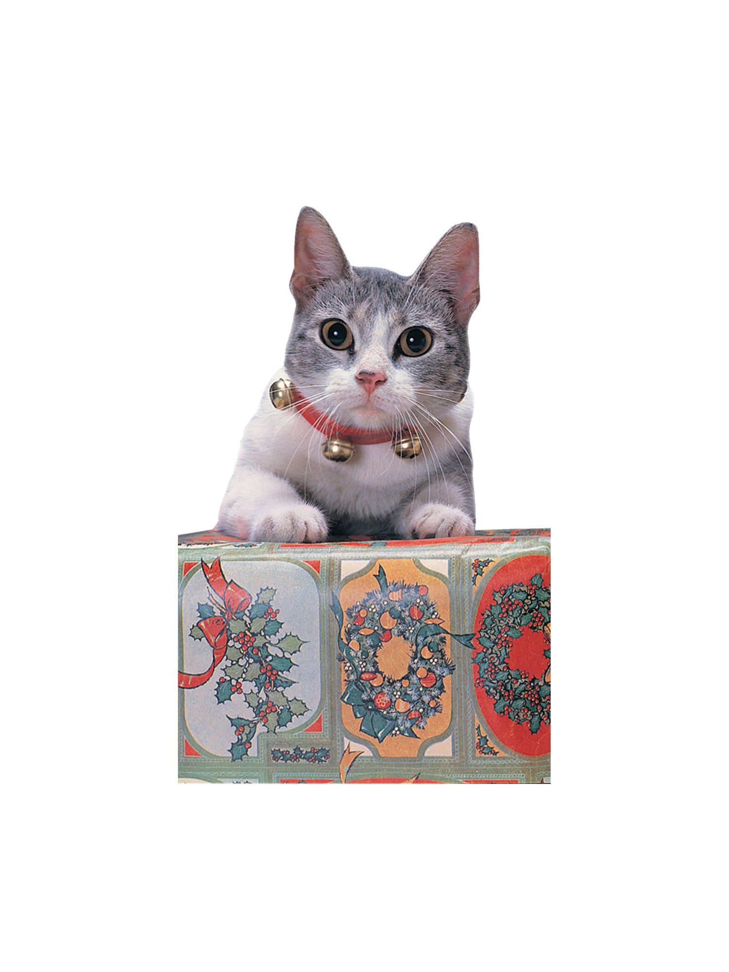 JINGLE CAT COLLAR 1