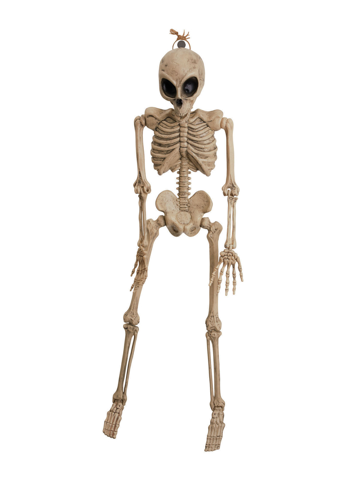 Alien Skeleton 42inch 1