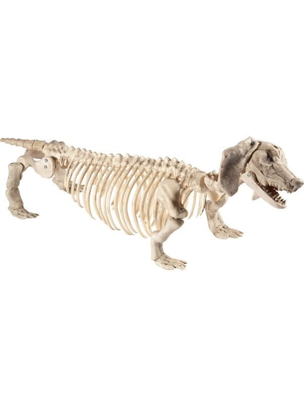 Dachshund Dog Skeleton Prop