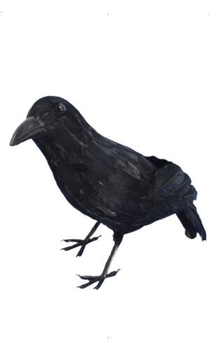 Crow, Black
